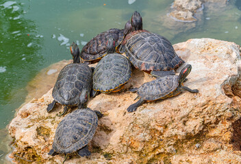 red-eared turtles basking in the sun