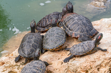 red-eared turtles basking in the sun