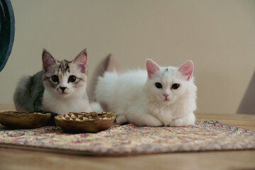 Kittens on a table