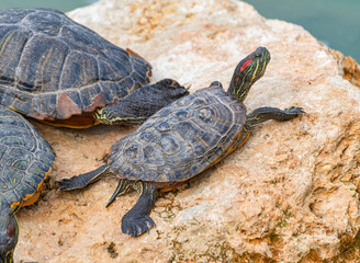 red-eared turtles basking in the sun