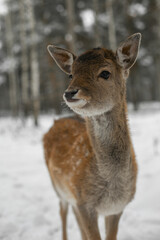 deer in the winter forest