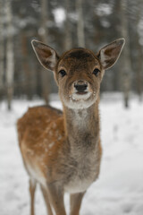deer in the winter forest