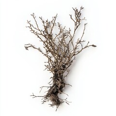 Obraz premium Rhizocarpon geographicum on white background