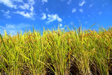 まっすぐ伸びる元気な稲穂