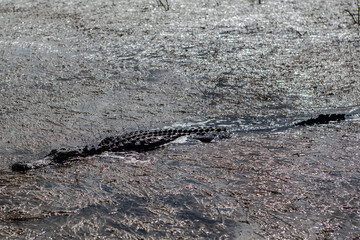 Alligator in water , Everglades National Park , Florida , USA