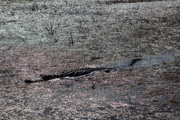 Alligator in water , Everglades National Park , Florida , USA