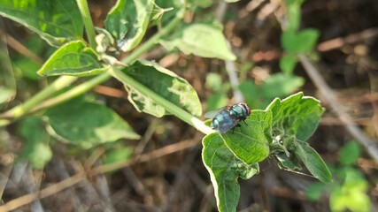 flies in the wild