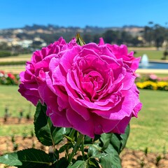 Obraz premium A vibrant magenta rose in full bloom with a blurred background of a garden.