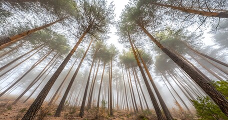 pine forest with tall trees,  against the backdrop of a foggy, misty morning light
