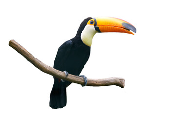 Tukan © helmut Schmidt
