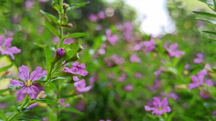 Fototapeta premium purple Cuphea hyssopifolia in the garden