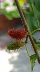 Obraz premium Red Mulberry on tree
