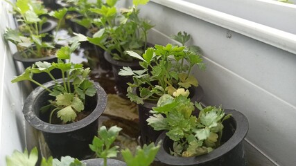 Planting celery with rockwool media in a hydroponic system