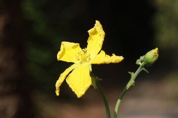 Luffa is a genus of tropical and subtropical vines