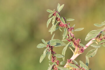 Amaranthus blitoides or mat amaranth is a glabrous annual plants species