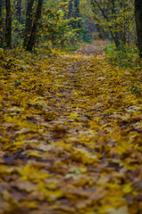 Autumn Forest Pathway Covered in Golden Leaves - Serene Nature Scene. High quality photo