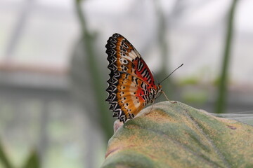 nature, animal, tree, green, wildlife,