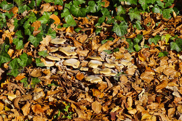 Closeup of many Honey fungi (Armillaria) between autumn beech and chestnut leaves and ivy. Maybe Armillaria mellea. Family Physalacriaceae. Autumn, November Netherlands