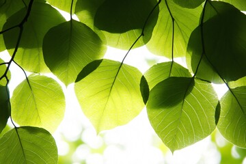 Sunlit Leaves Against a Bright Background