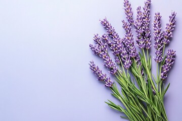 Fototapeta premium Soft Lavender Stems on a Muted Matte Background