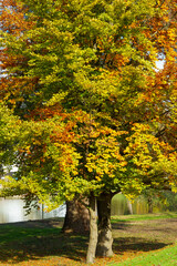 Naklejka premium Beautiful, huge Norway maple (Acer platanoides) with autumn-colored leaves in the sunlight. In the background a lake