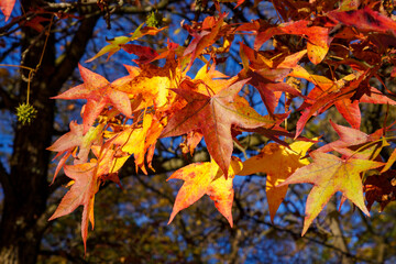 Bright autumn leaves: Canadian sweetgum (Liquidambar). Decorative deciduous trees that are used in the wood industry and for ornamental purposes. Colorful indian summer