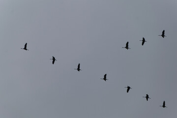 In Keilform ziehender Schwarm von Kranichen