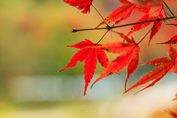 red maple leaf