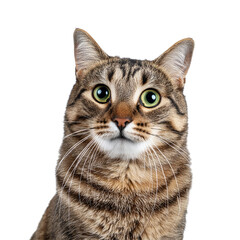 Fototapeta premium Cat - Looking Curiously, Funny, Scared - Sitting or Standing on White Background / Transparent - Ginger, Tabby, White, Black - Beautiful and Cute Cat Breed - European Shorthair