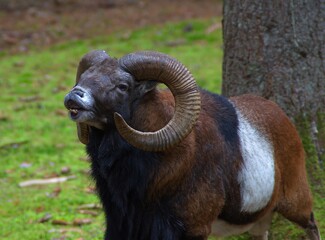 male brown-white-black wild horn sheep does a rutting cry wildlife animal closeup