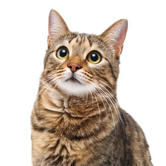 Cat - Looking Curiously, Funny, Scared - Sitting or Standing on White Background / Transparent - Ginger, Tabby, White, Black - Beautiful and Cute Cat Breed - European Shorthair