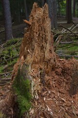 natural rotten tree trunk stump dead wood in the background jungle bite