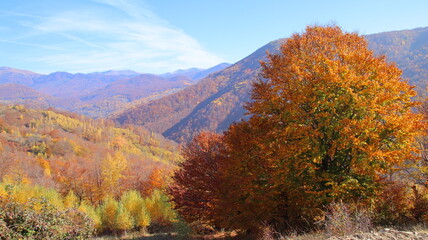 Obraz premium autumn in the mountains