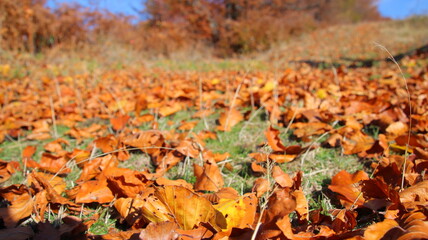 autumn leaves on the ground