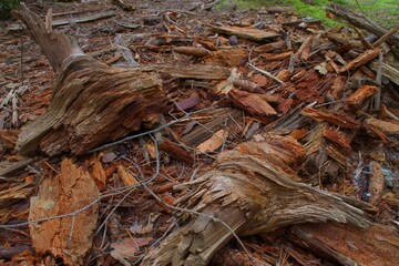 pieces of wood, natural forest ground, earth, rotten tree, spruce cones