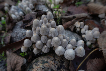 Coprinellus disseminatus Fairy Inkcap mushroom chapel stem spore detail close up