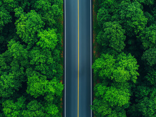 Winding Road Through Lush Green Forest Scene