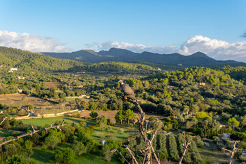 Aerial view of the natural park of the Sierra de Arta at sunrise on an autumn day. Island of Mallorca
