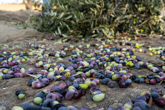 Barna organic olives for the olive oil industry