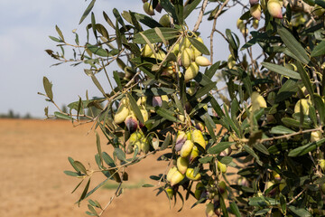 Trees loaded with Barnea type olives during the picking season for organic olive oil