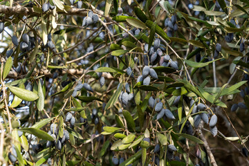 Trees loaded with Barnea type olives during the picking season for organic olive oil