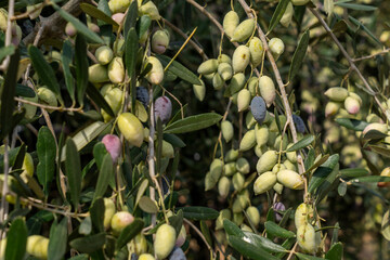 Trees loaded with Barnea type olives during the picking season for organic olive oil