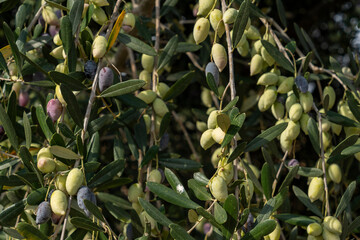 Trees loaded with Barnea type olives during the picking season for organic olive oil