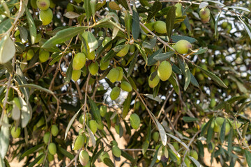 Trees loaded with Barnea type olives during the picking season for organic olive oil