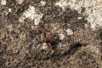Brown crab spider resting on a rock surface, blending with the environment