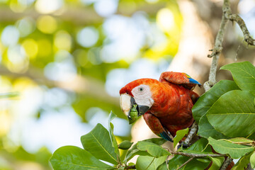 Scarlet macaw ( Ara macao) eating almonds in the wild in Costa Rica