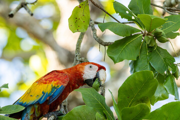 Scarlet macaw ( Ara macao) eating almonds in the wild in Costa Rica