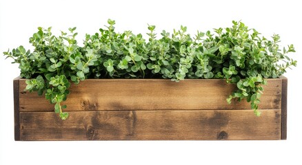 Front view of a wooden planter box filled with vibrant green plants on a white background