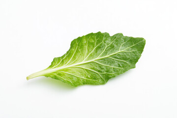 Single leaf of lete on white background.