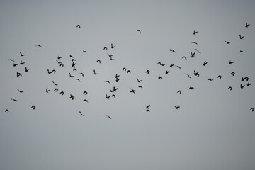 a large flock of wood pigeons (Columba palumbus) in a grey sky